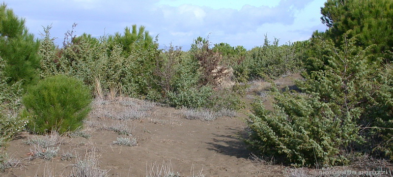 Funghi delle dune e retrodune...